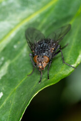 The orange bearded bluebottle, Calliphora vomitoria with a drop of liquid coming fom its mouth, hence the name.