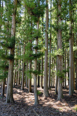 Beautiful natural pine forest in Japan