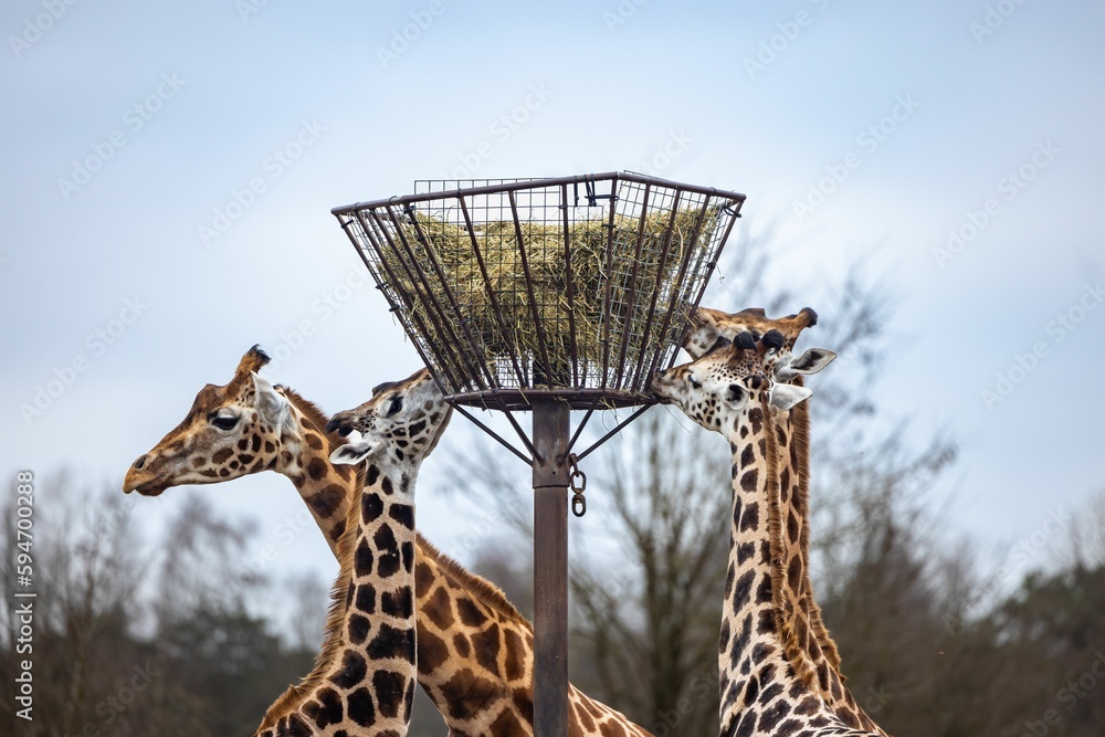 Sticker Group of giraffes standing next to each other eating from a metal feeder