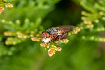 The 'thick headed fly' Sicus ferrugineus, close up on cypress