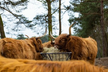 Herd of Highland cattle grazing in a rural setting, with trees and exposed soil in the background