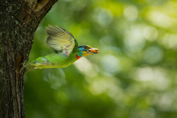 Taiwan Barbet in flight