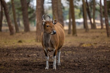 Small Banteng standing in a clearing of mud