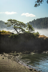 A serene coastal scene featuring mist-covered terrain, serene waters, and lush pine trees casting reflections along a pebble-laden shoreline. Captures the harmony of nature and tranquility of peaceful