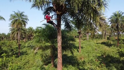 Distant man collecting coconuts from palm tree