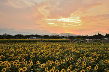 Obraz premium 座間のひまわり畑の夕景