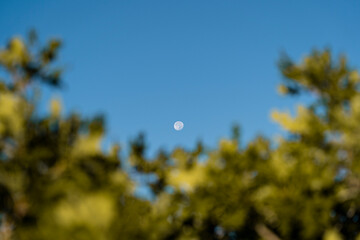 Moon in Blue Sky Framed by Tree Tops and Soft Sunlight