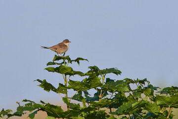 Dorngrasmücke im Tagebau in Brandenburg	