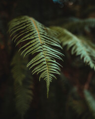 Close-Up View of a Green Fern Leaf in a Shaded Forest Scene