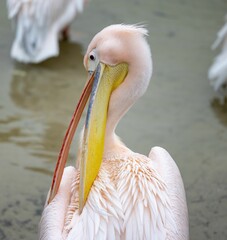 Adult pink pelican standing on the shoreline