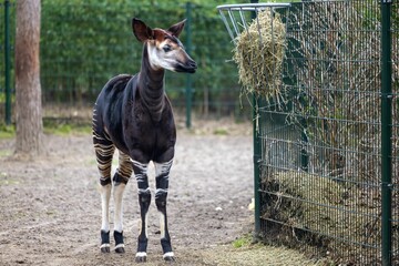 Okapi standing in the dry terrain next to a metal cage