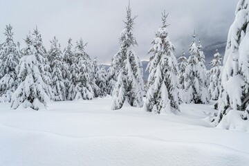 a view of some trees covered in snow and lots of them