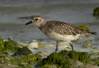 Closeup of a Grey plover at Eker creek of Bahrain during low tide