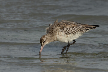 Closeup of Bar-tailed Godwit feeding at Eker coast of Bahrain