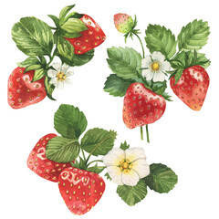 Watercolor strawberries illustration