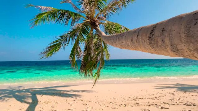 Horizontal palm tree on paradise Bora Bora beach