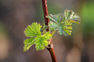 Detail of young raspberry leaves.