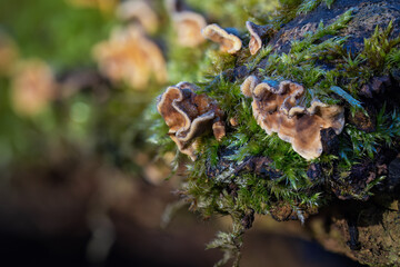 A wood-decomposing fungus growing in moss.