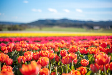 Champs de tulipes multicolores dans le sud de la France, près de la ville de Lurs, avec un beau ciel bleu