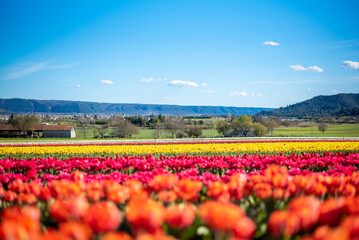 Champs de tulipes multicolores dans le sud de la France, près de la ville de Lurs, avec un beau ciel bleu