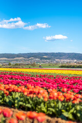 Champs de tulipes multicolores dans le sud de la France, près de la ville de Lurs, avec un beau ciel bleu