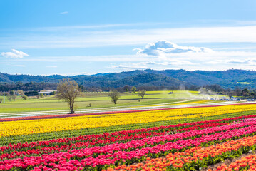 Champs de tulipes multicolores dans le sud de la France, près de la ville de Lurs, avec un beau ciel bleu