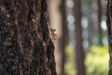 Lodgepole Chipmunk, climbing up the side of a pine tree in the Lake Tahoe area.