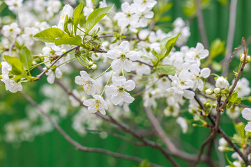 White flowering apple trees in the rays of the sun. Spring season, spring colors