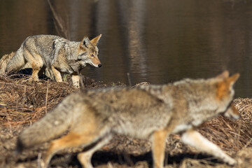 Coyote hunting in Yosemite Valley