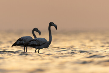 Greater Flamingos and beautiful hue of light at Asker coast of Bahrain