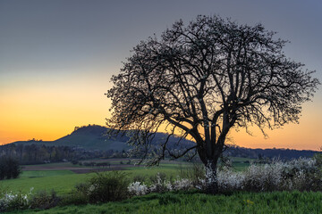 Fototapeta na wymiar Landschaft mit Baumsilhouette vor einem Sonnenuntergangshimmel an einem Frühlingsabend