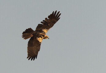 Closeup of a Eurasian Marsh harrier in flight at Asker Marsh, Bahrain