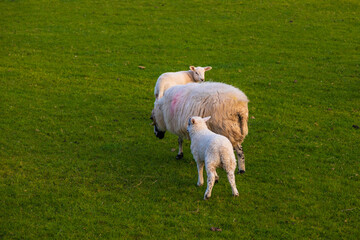Obraz premium View of the meadow in North UK. Sheep in the pasture. Cumbria.