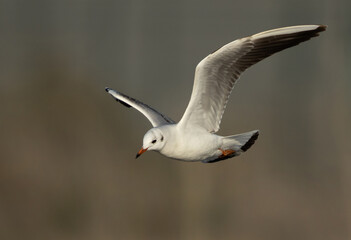 Obraz premium Black-headed gull flying at Asker marsh, Bahrain