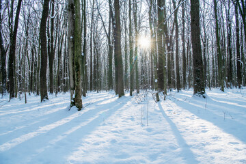 Winter snow covered trees background