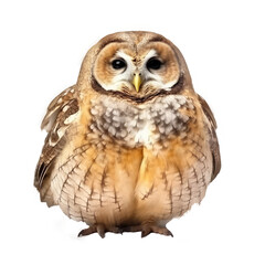 Naklejka premium brown owl isolated on white