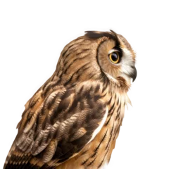 Fotobehang brown owl isolated on white © Tidarat