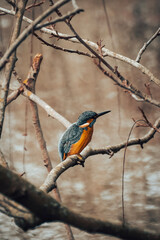 Common Kingfisher
