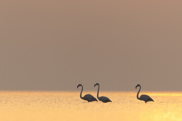 Naklejka premium Greater Flamingos in the morning hours with beautiful hue of light on water, Asker coast, Bahrain