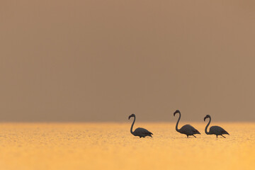 Greater Flamingos in the morning hours with dramatic hue of light on water, Asker coast, Bahrain