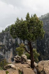 Fototapeta na wymiar pine tree on the rock