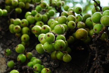 Cluster of Ficus racemosa or fig or Indian fig fruit on tree in Jakarta, Indonesia.
