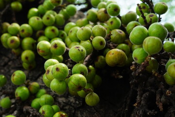 Cluster of Ficus racemosa or fig or Indian fig fruit on tree in Jakarta, Indonesia.