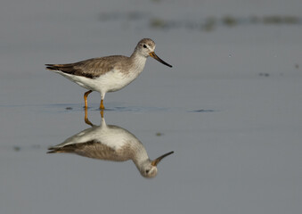 Portrait of a Terek sandpiper at Eker coast of Bahrain