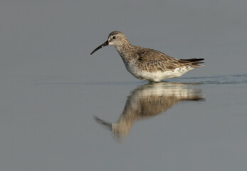 Portrait of a Curlew Sandpiper at Eker creek, Bahrain