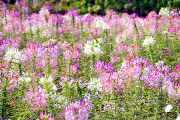 Pink, purple and white Cleome spinosa flowers forms a beautiful scenery. Cleome spinosa, called the Spiny Spider Flower or Cleome Hassleriana.