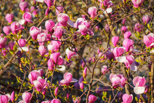 lush blossom of purple magnolia. warm april weather