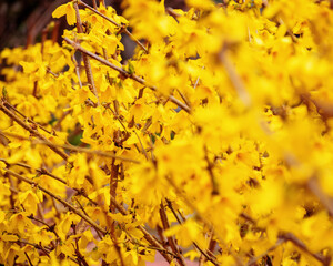 branch of forsythia in yellow blossom. spring nature background