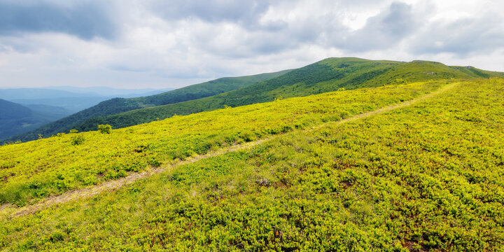 narrow trail path through the alpine meadow. beautiful rolling landscape of ukrainian carpathians in summertime