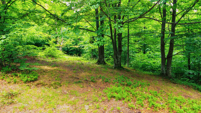 primeval forest trail in wild scenery. trees in green foliage